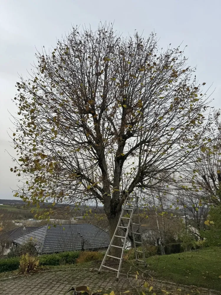 Taille d'arbre près de Dombasle sur Meurthe